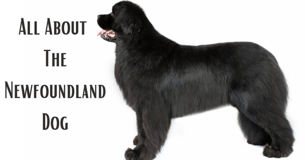 all about the newfoundland dog breed