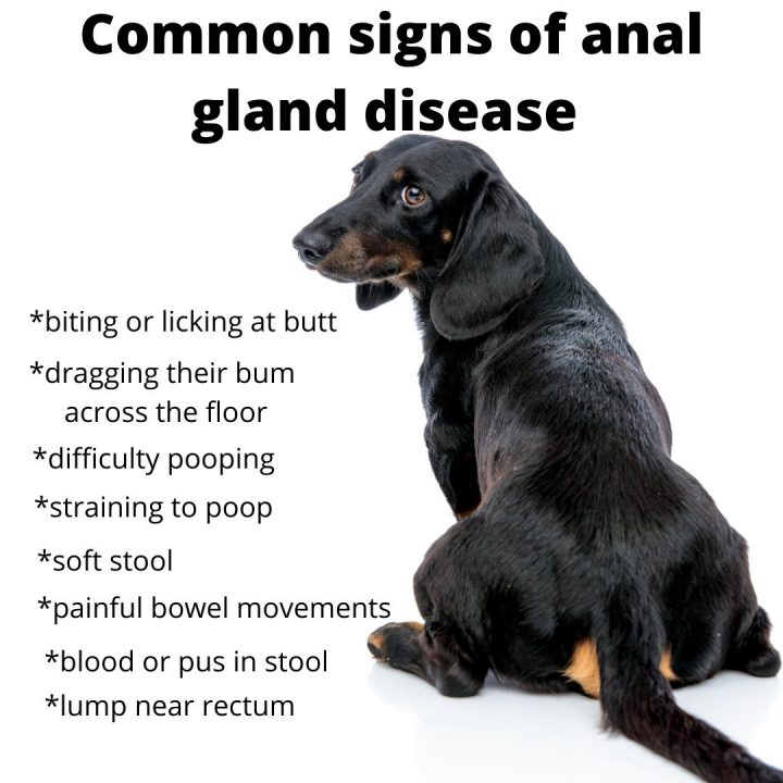 common signs of anal gland disease in dogs