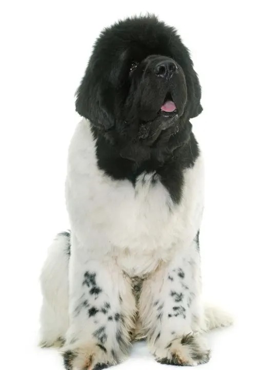 white and black newfoundland dog in front of white background