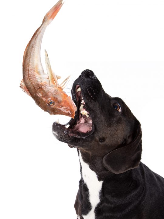 common reasons a dog smells like fish are anal gland disease, tooth infections, tartar, skin infections and urinary infections