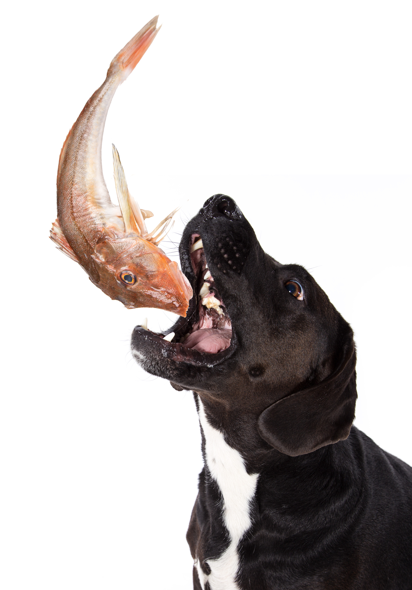 What's That Stink? The Legit Reason Why Your Dog Smells Like Fish My