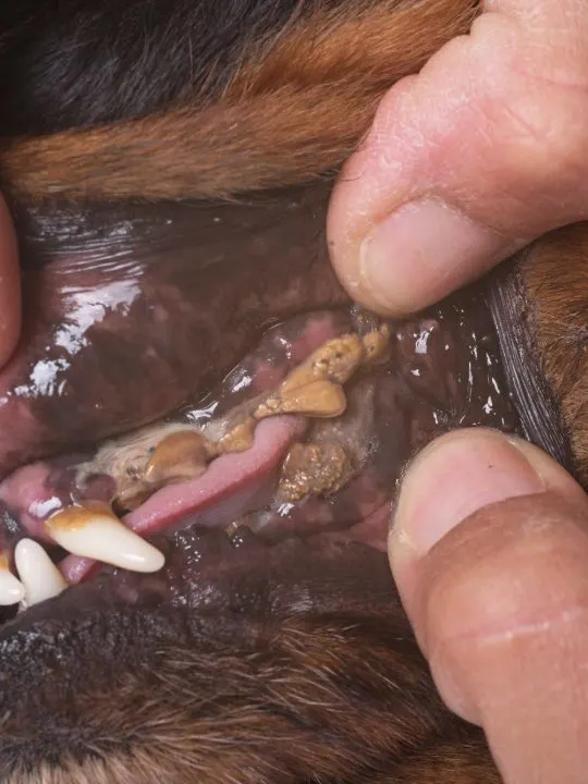 dental disease can cause a fishy odor in a dog's mouth