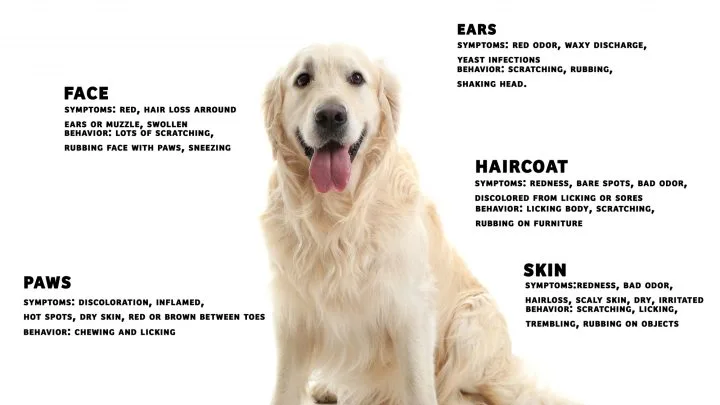 skin infections that come with allergies can sometimes cause a dog to have a fish smell