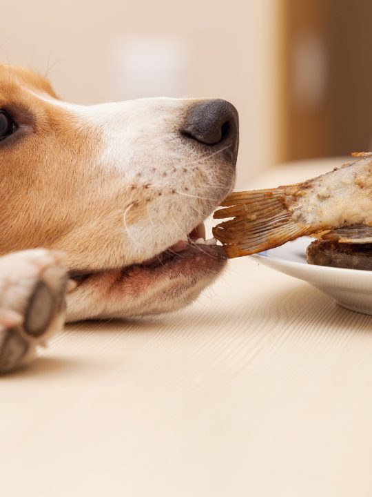 why your dog smells like fish