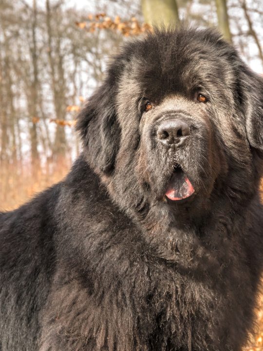 Newfoundland dog breed in an outdoor. Spring walk with a dog. Big dog.
