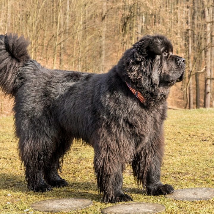 ig black dog. Newfoundland dog breed in an outdoor. Spring walk with a dog. Water rescue dog.