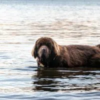 types of people that should not own a newfoundland