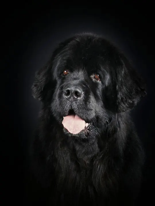 21 types of people that should not own a newfie