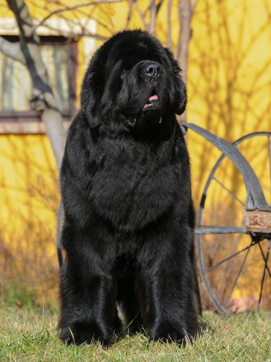 21 people that should not own a newfoundland