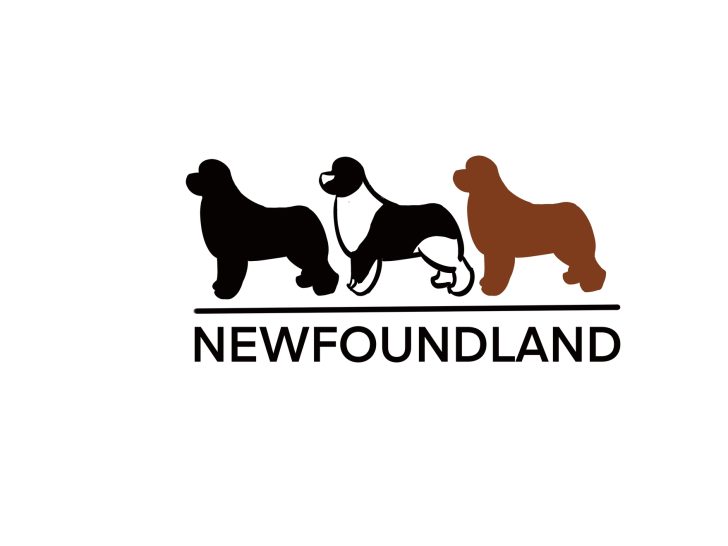 newfoundland dog colors, black. white and black, brown and grey
