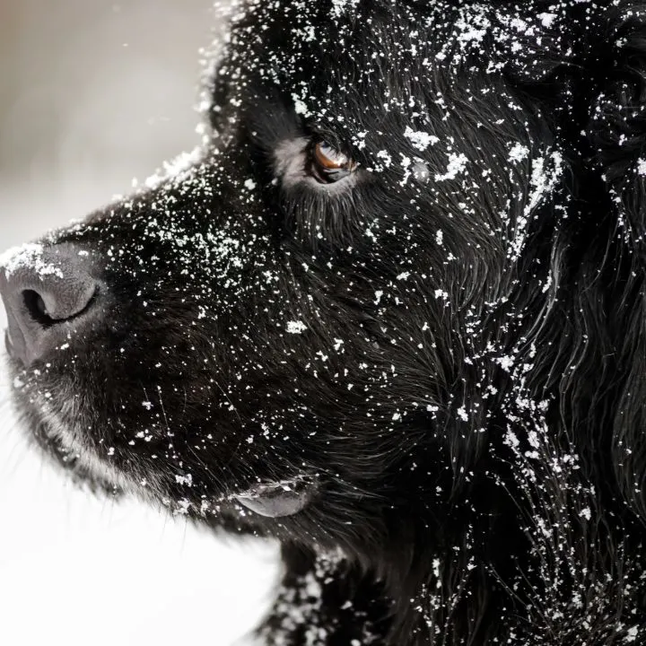Beautiful big black newfoundland dog in snow