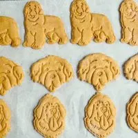 homemade peanut butter and pumpkin dog treats using newfoundland dog cookie cutters