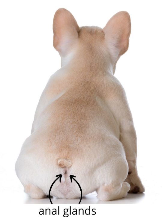 location of anal glands on a dog