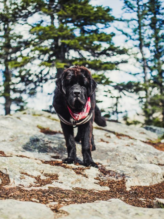 joint problems in newfoundland dog