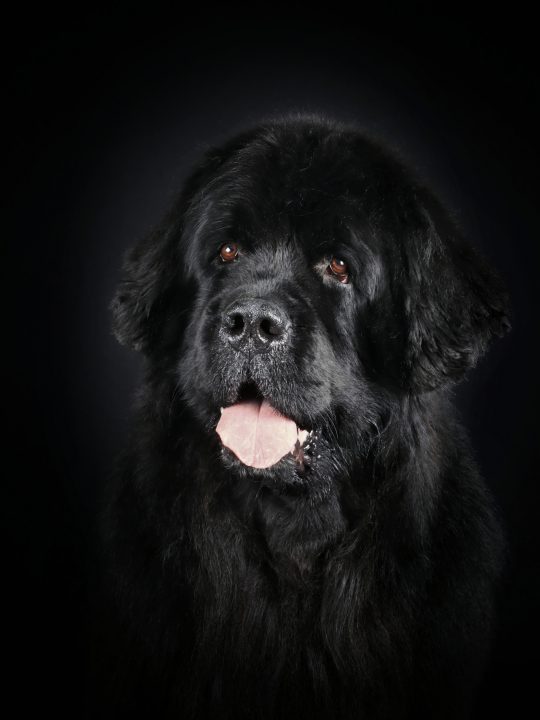 black senior newfoundland dog