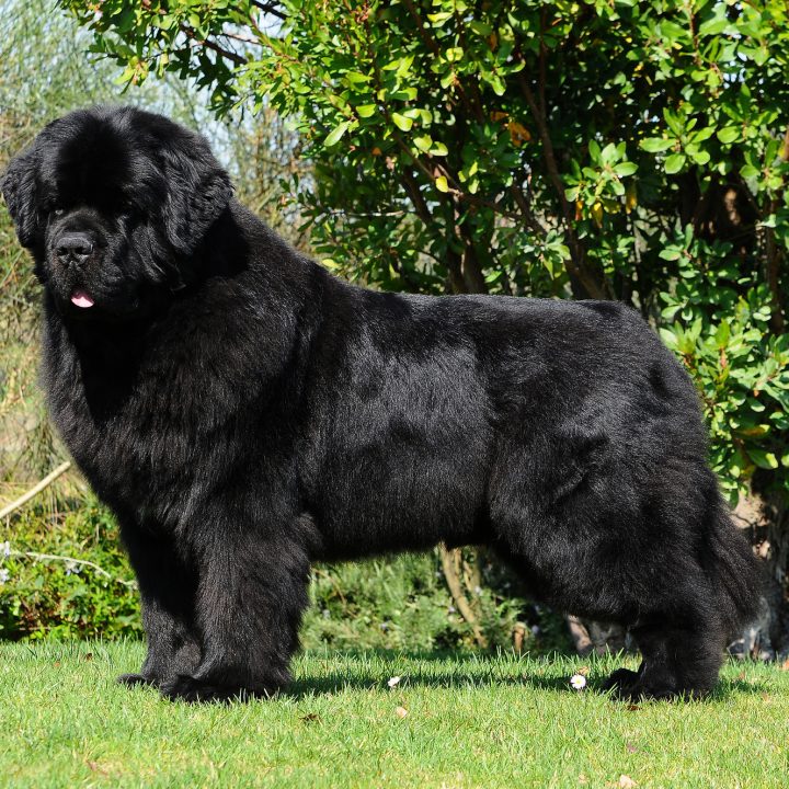 A beautiful shot of a Newfoundland dog outdoors during the day