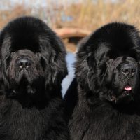 Black purebred Newfoundland dogs