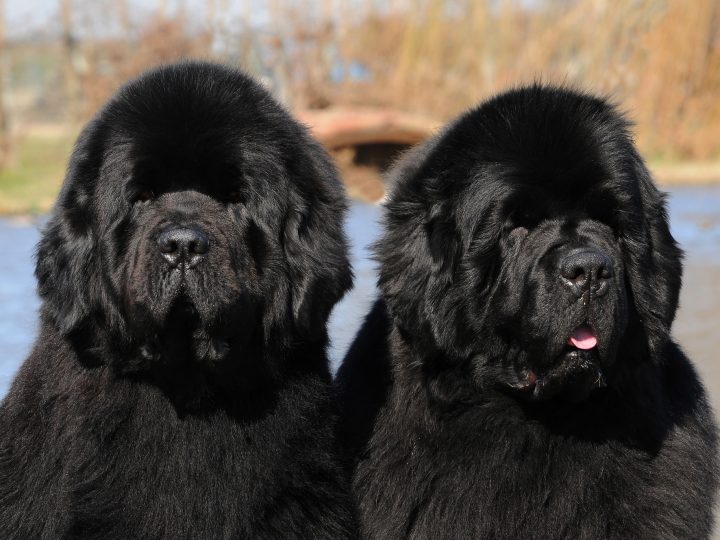 Black purebred Newfoundland dogs