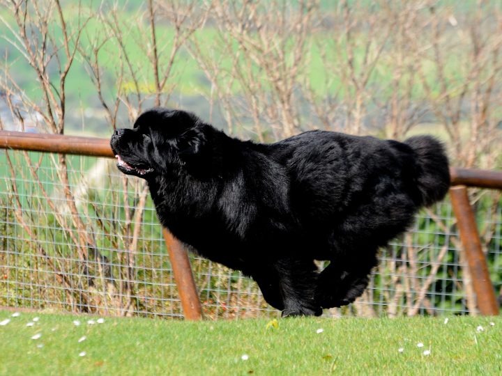 Fluffy purebred Newfoundland dog running outdoor