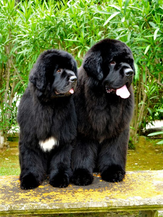 how long do newfies live
