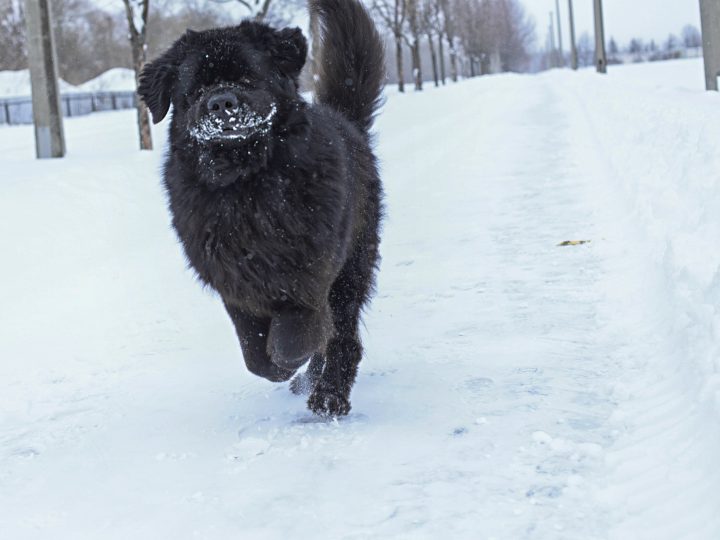 black newfoundland dog running through snow