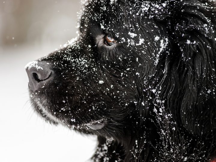 black newfoundland dog in the snow