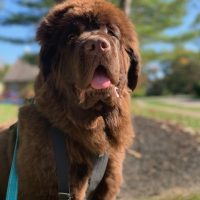 brown newfoundland walking