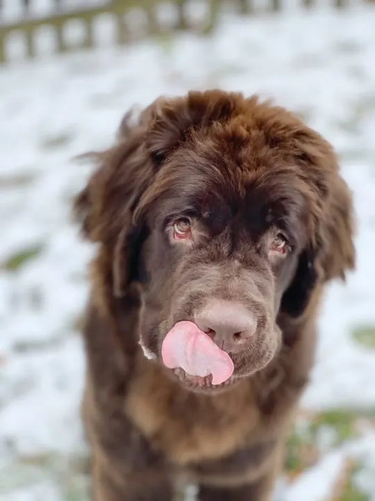 brown newfie puppy eating snow