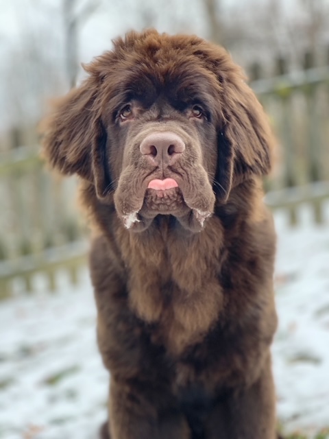 brown newfie puppy in snow