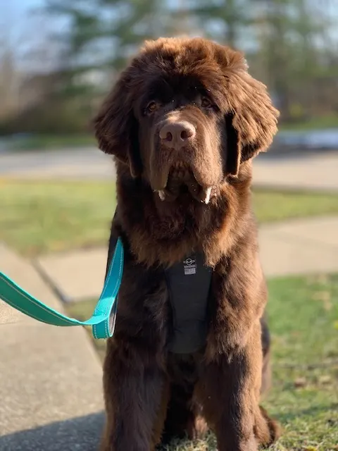 brown newfie puppy wearing harness