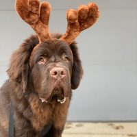 Lou the brown newfie