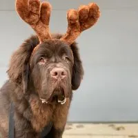Lou the brown newfie