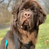 8-month old brown newfie