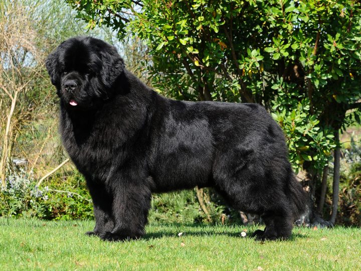 ideal Newfie structure