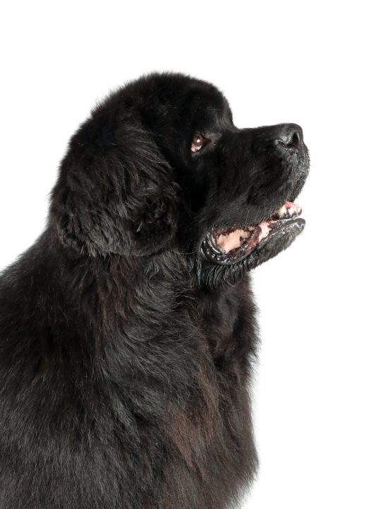 what can cause a newfoundland to gain weight