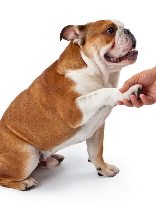 how to safely trim your dog's nail from home