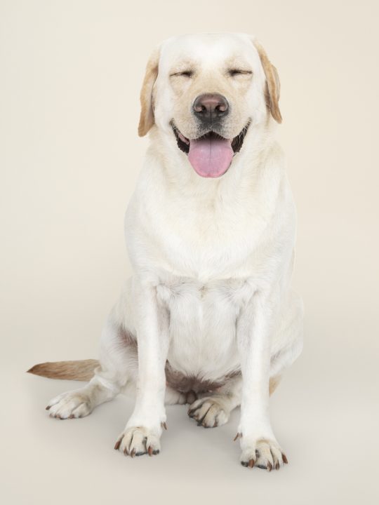 Labrador Retriever dog panting because its sick