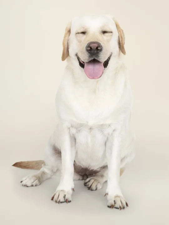 Labrador Retriever dog panting because its sick