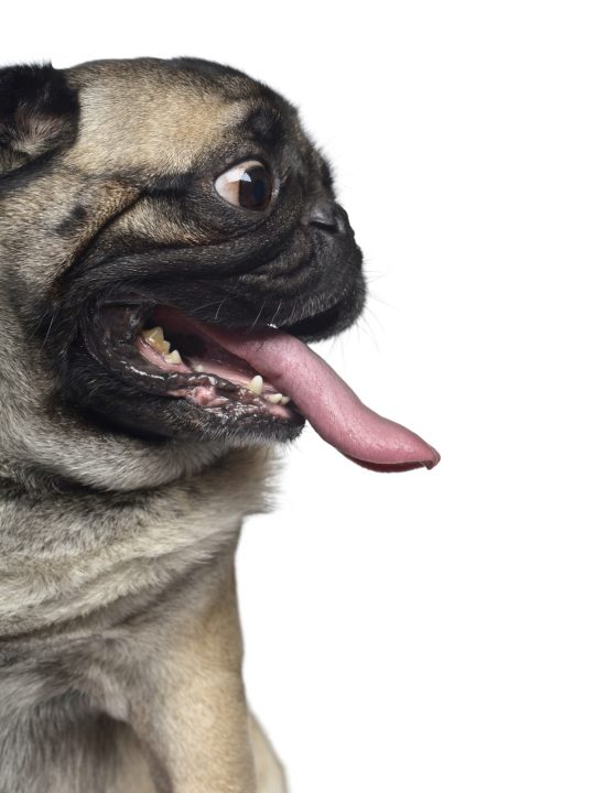 pug panting because its scared