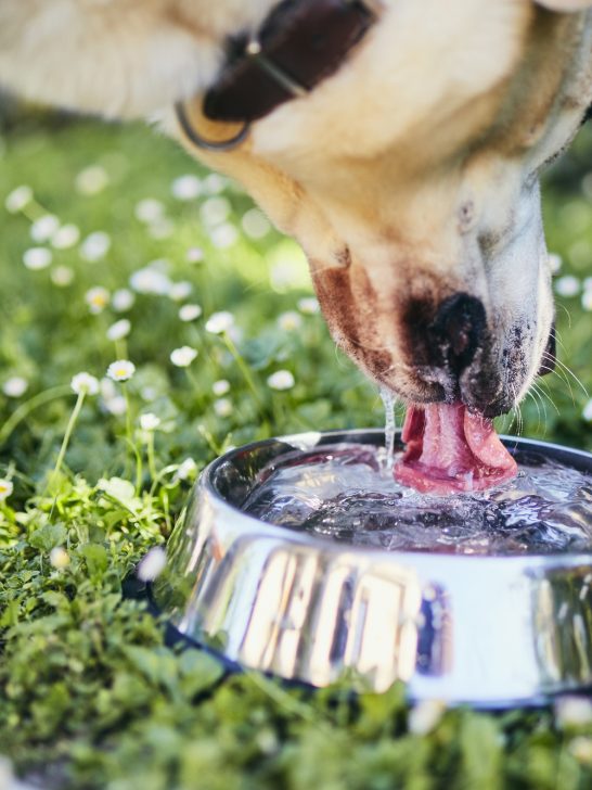 Thirsty dog in hot summer day. Labrador retriever drinking water from metal bowl.