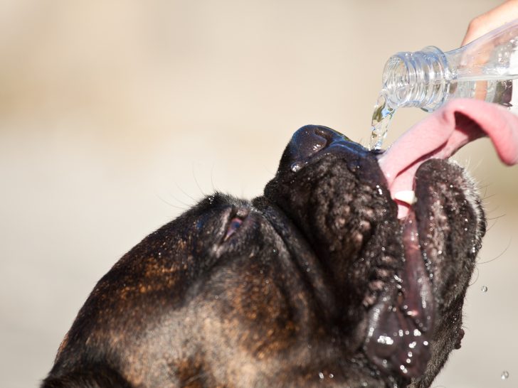 Thirsty dog drinking water from bottle