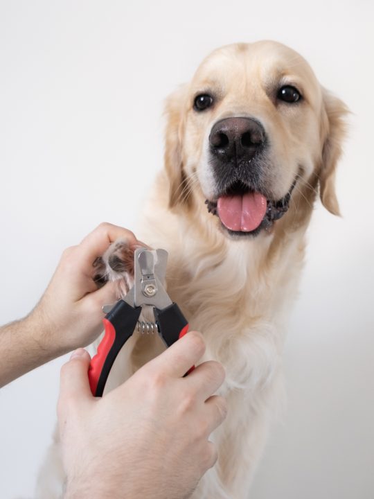 dog nail trim at home