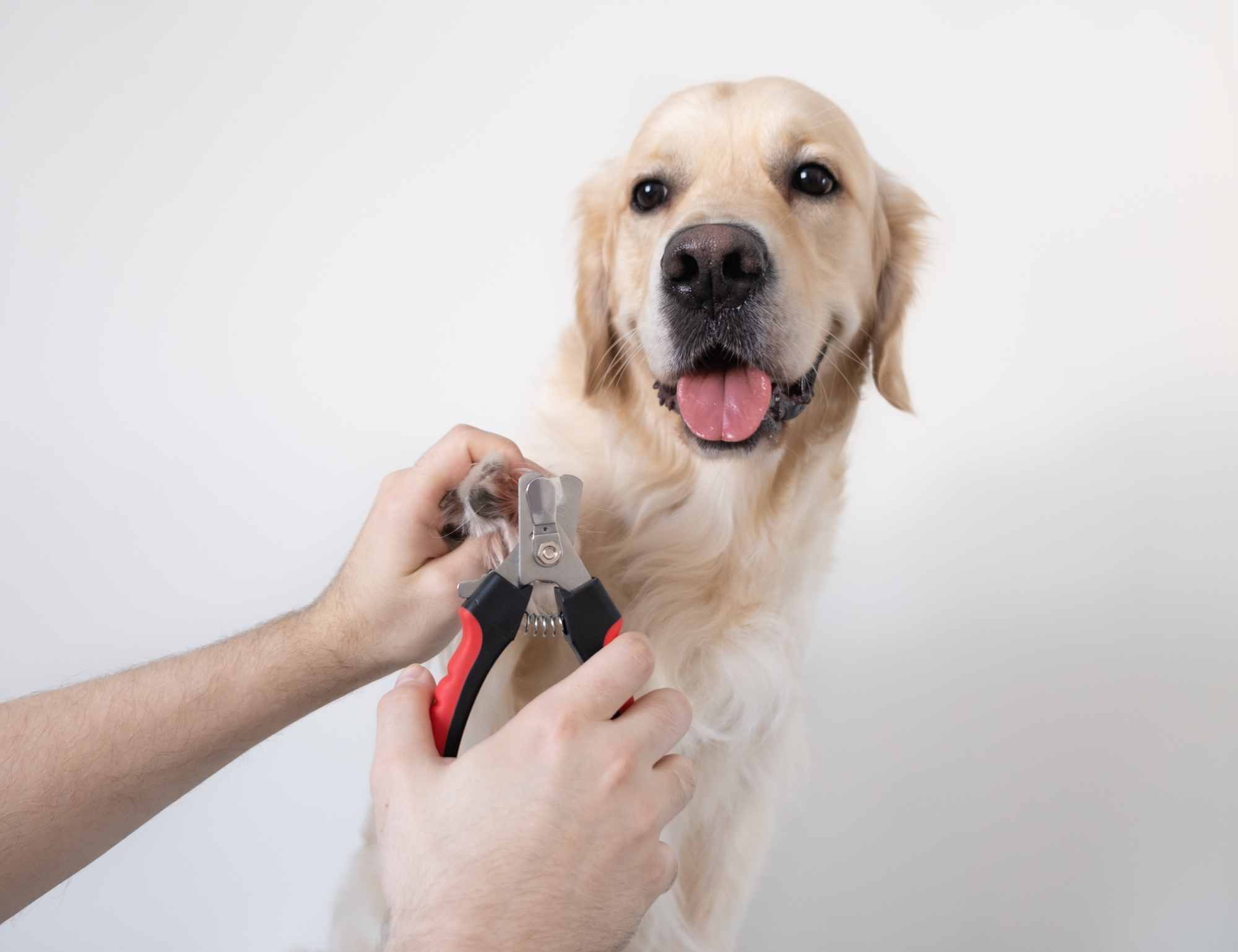 4 Supplies You Need When Trimming Your Dog's Nails At Home - My Brown  Newfies