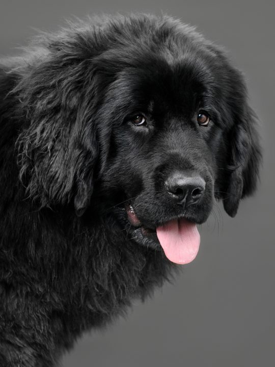 black newfie at the groomer
