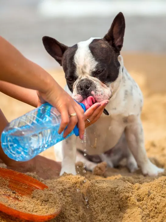 French Bulldog sitting on the beach drinking water out of a water bottle