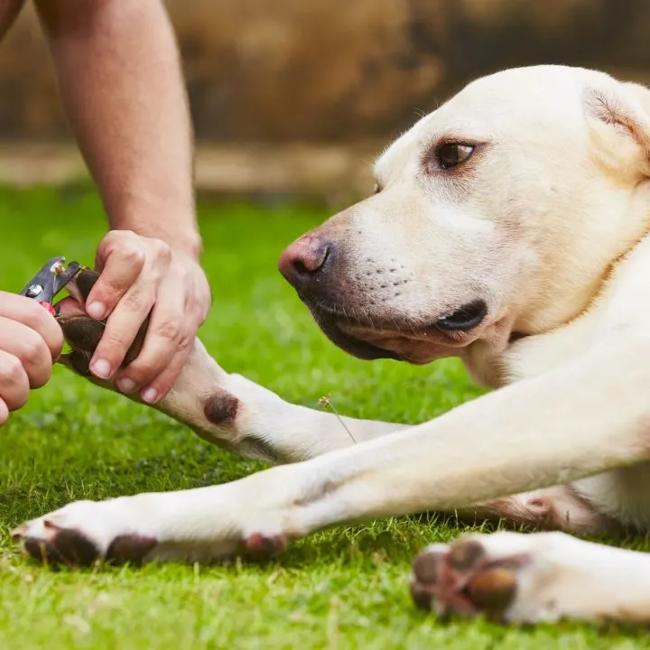 5 easy tip to trim your dog's nails at home
