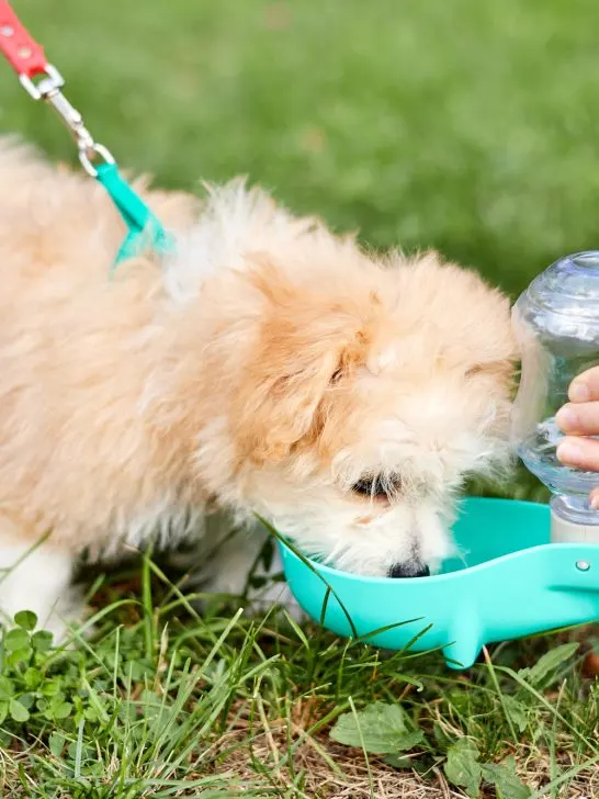 little puppy drinks water from a road drinking bowl in the green grass