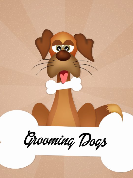 most common dog grooming accidents and how to prevent them