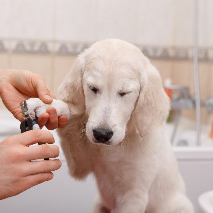 home remedies to stop puppy's bleeding nail