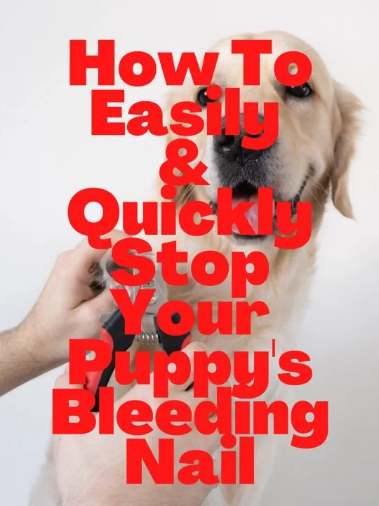 How To Easily and Quickly Stop Your Puppy's Bleeding Nail - My Brown Newfies